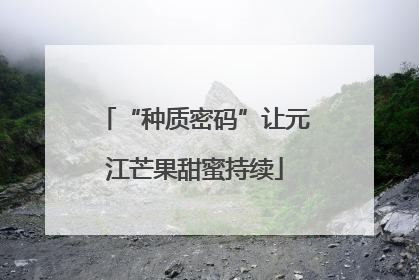 “种质密码”让元江芒果甜蜜持续