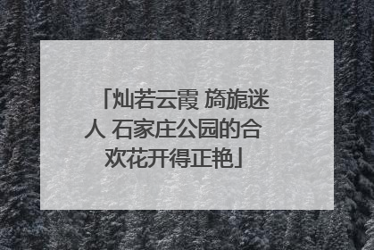灿若云霞 旖旎迷人 石家庄公园的合欢花开得正艳
