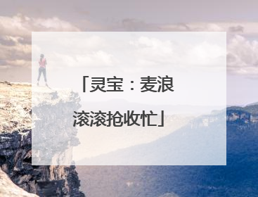 灵宝：麦浪滚滚抢收忙