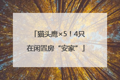 猫头鹰×5！4只在闲置房“安家”