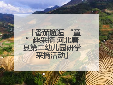 番茄邂逅 “童”趣采摘 河北唐县第二幼儿园研学采摘活动