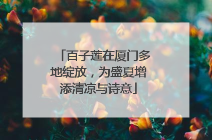 百子莲在厦门多地绽放，为盛夏增添清凉与诗意