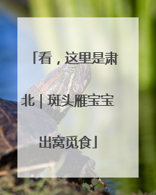 看，这里是肃北｜斑头雁宝宝出窝觅食