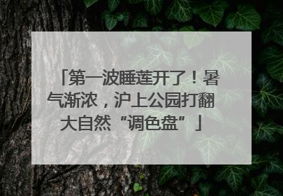 第一波睡莲开了！暑气渐浓，沪上公园打翻大自然“调色盘”