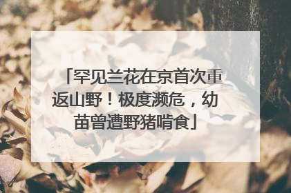 罕见兰花在京首次重返山野！极度濒危，幼苗曾遭野猪啃食