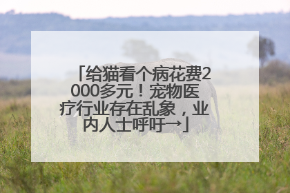 给猫看个病花费2000多元！宠物医疗行业存在乱象，业内人士呼吁→