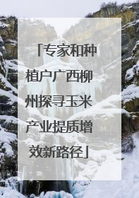 专家和种植户广西柳州探寻玉米产业提质增效新路径