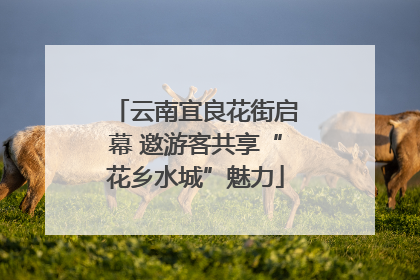 云南宜良花街启幕 邀游客共享“花乡水城”魅力