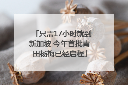 只需17小时就到新加坡 今年首批青田杨梅已经启程