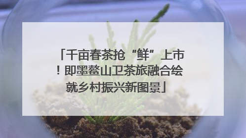 千亩春茶抢“鲜”上市！即墨鳌山卫茶旅融合绘就乡村振兴新图景