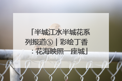 半城江水半城花系列报道⑤｜彩绘丁香：花海映照一座城