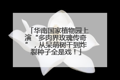 华南国家植物园上演“多肉界玫瑰传奇”，从呆萌树干到炸裂种子全是戏！