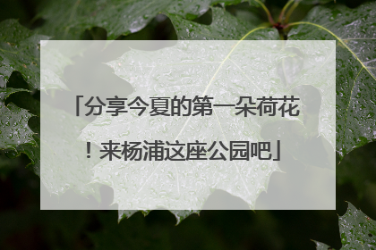 分享今夏的第一朵荷花！来杨浦这座公园吧
