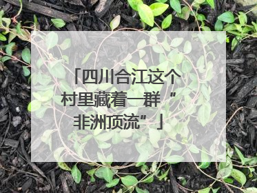 四川合江这个村里藏着一群“非洲顶流”