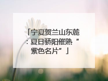 宁夏贺兰山东麓：夏日骄阳催熟“紫色名片”
