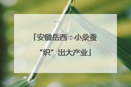 安徽岳西：小桑蚕“织”出大产业