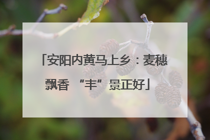 安阳内黄马上乡：麦穗飘香 “丰”景正好