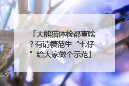 大熊猫体检都查啥？有请模范生“七仔”给大家做个示范