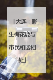 大连：野生梅花鹿与市民和谐相处