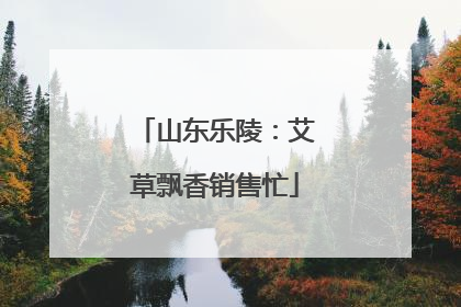 山东乐陵：艾草飘香销售忙