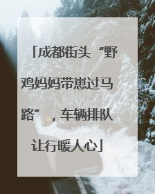 成都街头“野鸡妈妈带崽过马路”，车辆排队让行暖人心