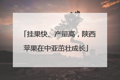 挂果快、产量高，陕西苹果在中亚茁壮成长