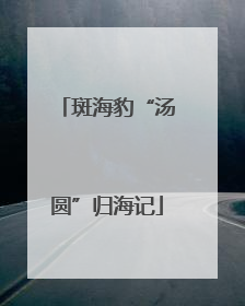斑海豹“汤圆”归海记