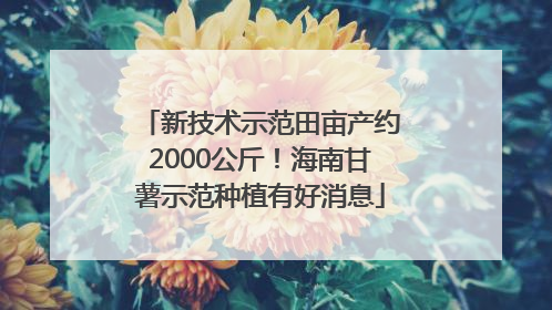 新技术示范田亩产约2000公斤！海南甘薯示范种植有好消息