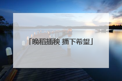 晚稻插秧 播下希望