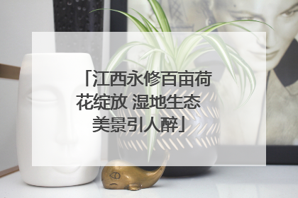 江西永修百亩荷花绽放 湿地生态美景引人醉