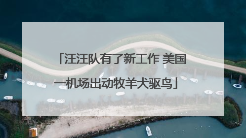 汪汪队有了新工作 美国一机场出动牧羊犬驱鸟