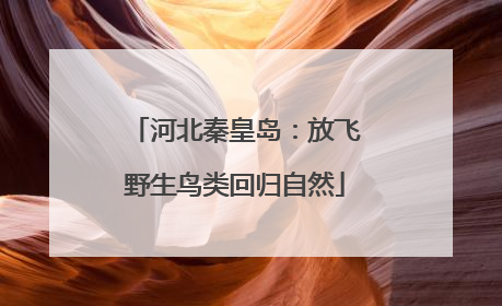 河北秦皇岛：放飞野生鸟类回归自然