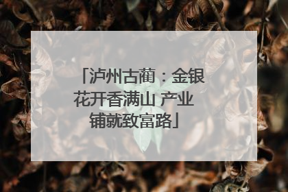 泸州古蔺：金银花开香满山 产业铺就致富路