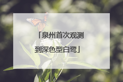 泉州首次观测到深色型白鹭