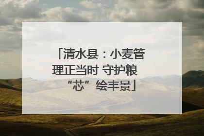 清水县：小麦管理正当时 守护粮“芯”绘丰景