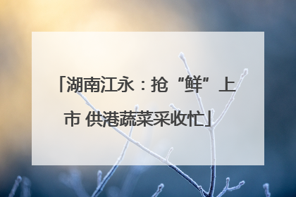 湖南江永：抢“鲜”上市 供港蔬菜采收忙