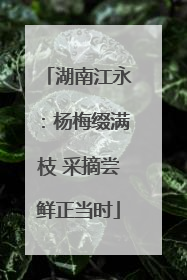 湖南江永：杨梅缀满枝 采摘尝鲜正当时