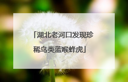 湖北老河口发现珍稀鸟类蓝喉蜂虎