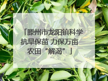 滕州市龙阳镇科学抗旱保苗 力保万亩农田“解渴”