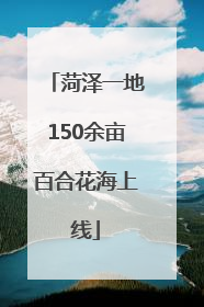 菏泽一地150余亩百合花海上线