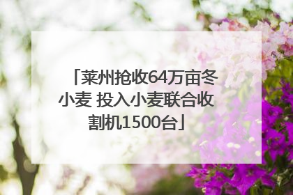 莱州抢收64万亩冬小麦 投入小麦联合收割机1500台