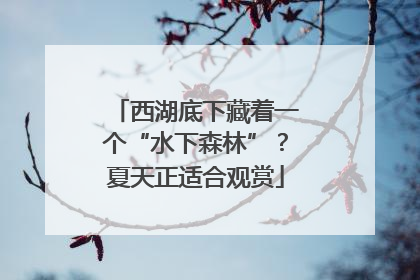 西湖底下藏着一个“水下森林”？夏天正适合观赏