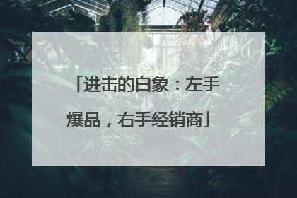 进击的白象：左手爆品，右手经销商