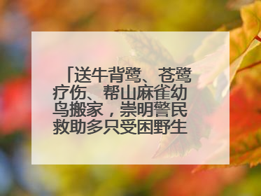 送牛背鹭、苍鹭疗伤、帮山麻雀幼鸟搬家，崇明警民救助多只受困野生保护鸟类