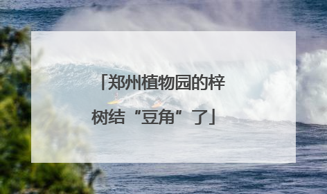 郑州植物园的梓树结“豆角”了