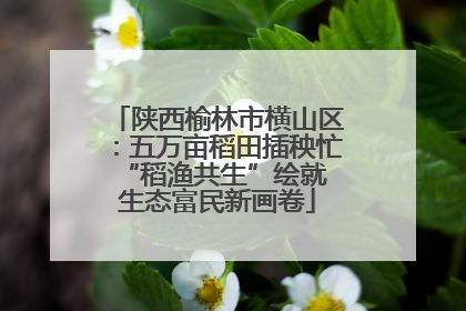 陕西榆林市横山区：五万亩稻田插秧忙 “稻渔共生”绘就生态富民新画卷