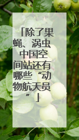 除了果蝇、涡虫 中国空间站还有哪些“动物航天员”