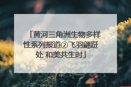 黄河三角洲生物多样性系列报道②飞羽翩跹处 和美共生时