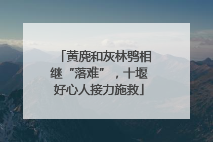 黄麂和灰林鸮相继“落难”，十堰好心人接力施救