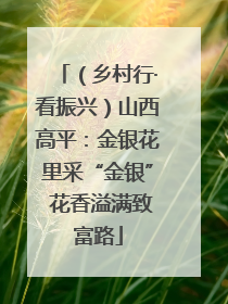 （乡村行·看振兴）山西高平：金银花里采“金银” 花香溢满致富路